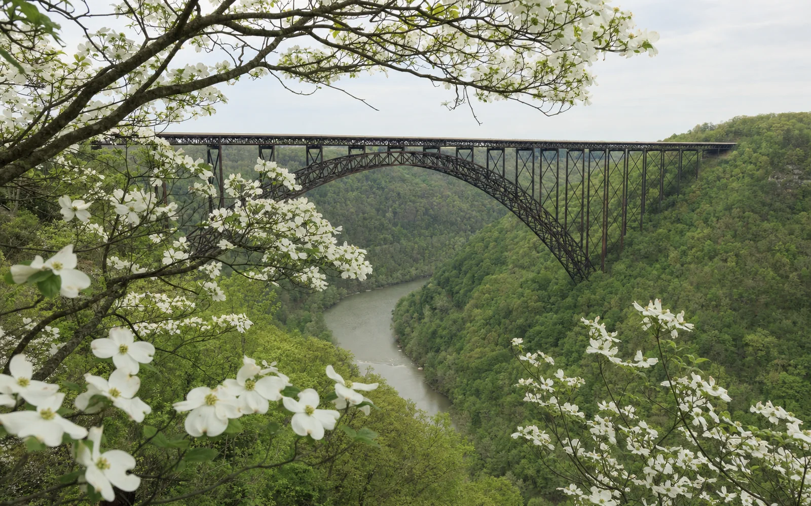 The New River Gorge Bridge framed by white flowering dogwood branches at the Canyon Rim overlook, the full arch across the green gorge, AI-generated illustration
