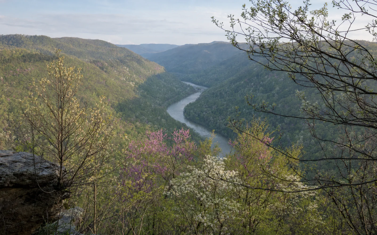 The horseshoe bend of the New River from Grandview's main overlook in spring, fresh green forest with pink redbud and white dogwood on the slopes, the river 1,400 feet below, AI-generated illustration