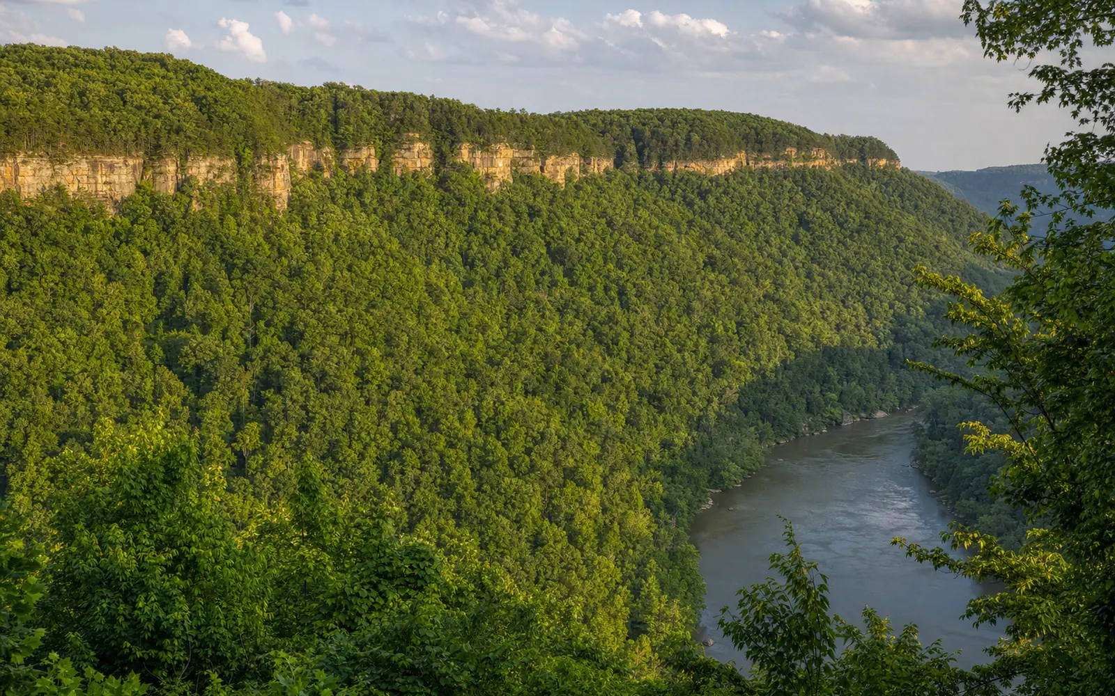 The Endless Wall seen from the opposite rim in deep summer, a long band of orange Nuttall sandstone cliffs capping the forested gorge wall, the river bending below, AI-generated illustration