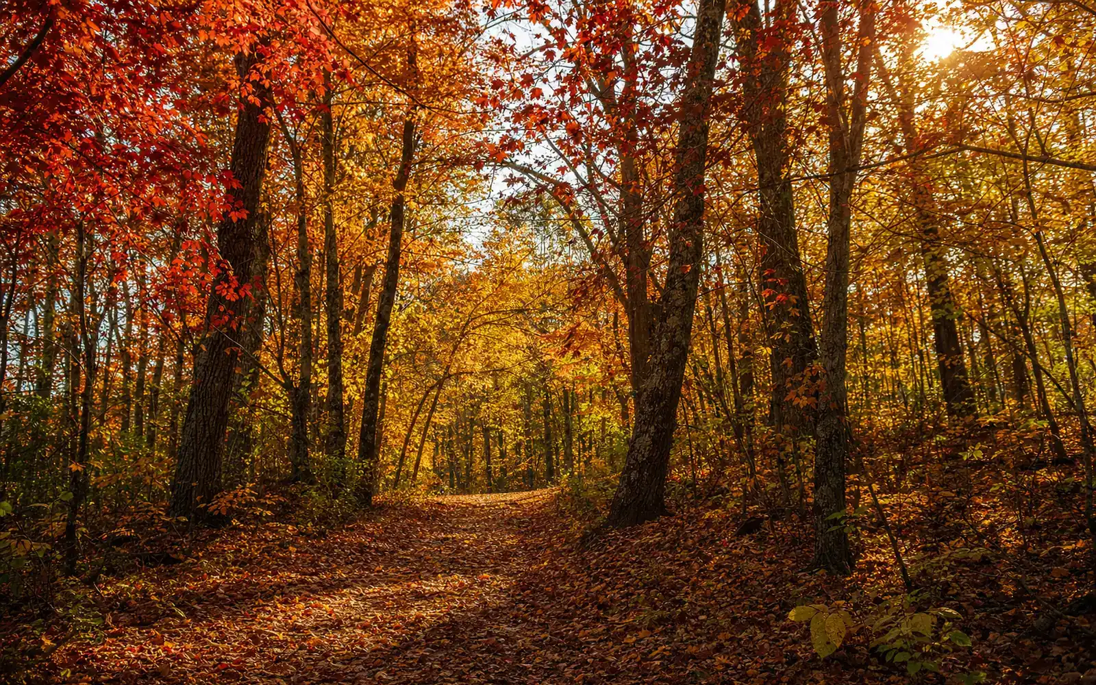A dirt trail under a canopy of red maples and golden hickories, fallen leaves covering the path, AI-generated illustration