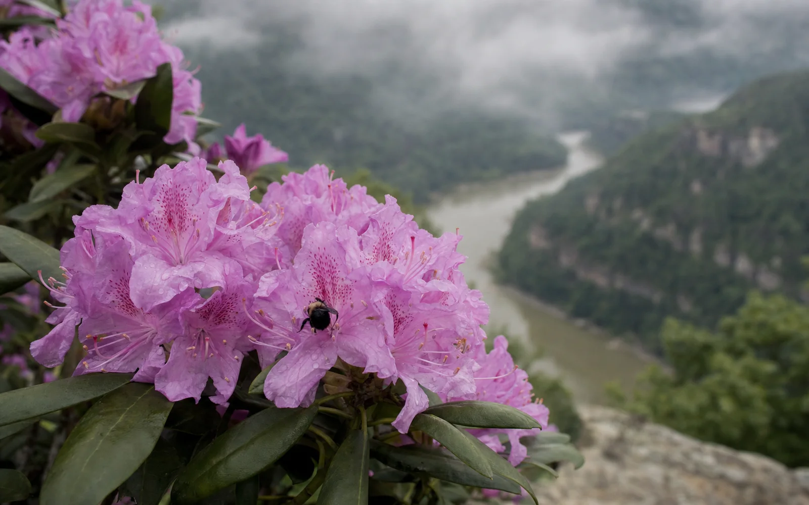 Close view of Catawba rhododendron in full pink-purple bloom with glossy leaves, a bumblebee on a flower, the misty gorge soft behind, AI-generated illustration