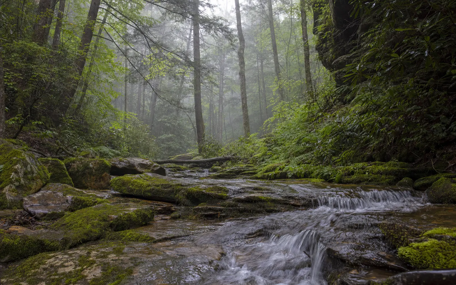 A hemlock ravine with a mossy stream spilling over small sandstone ledges, ferns, fog among the trunks, AI-generated illustration