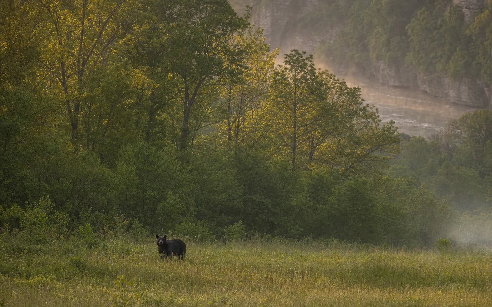 A black bear at the edge of a hardwood forest at dawn, seen from a distance across a meadow, AI-generated illustration