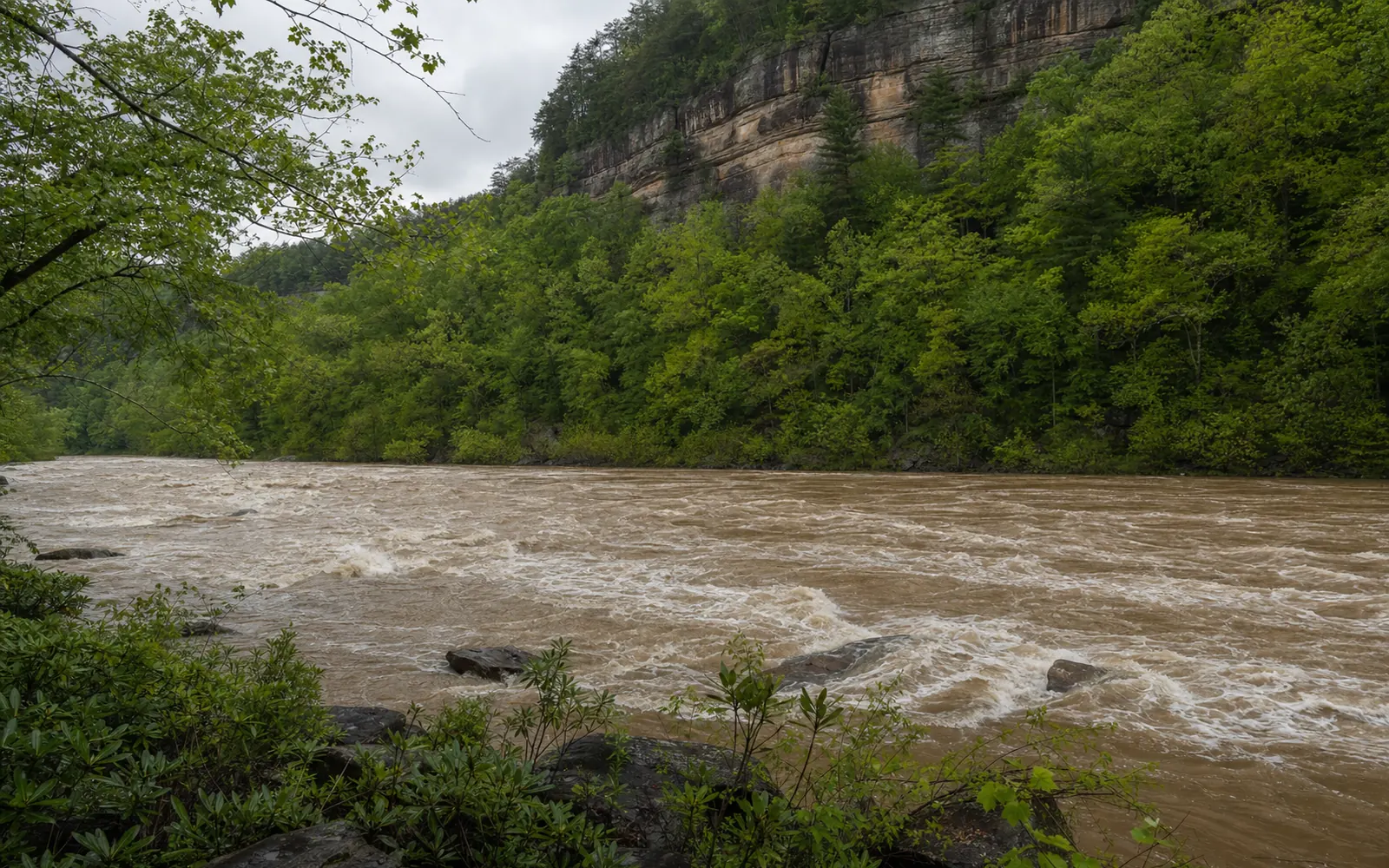 The Lower New River at high water after rain, brown, boiling current, boulders nearly submerged, forested gorge walls with cliffs above, AI-generated illustration