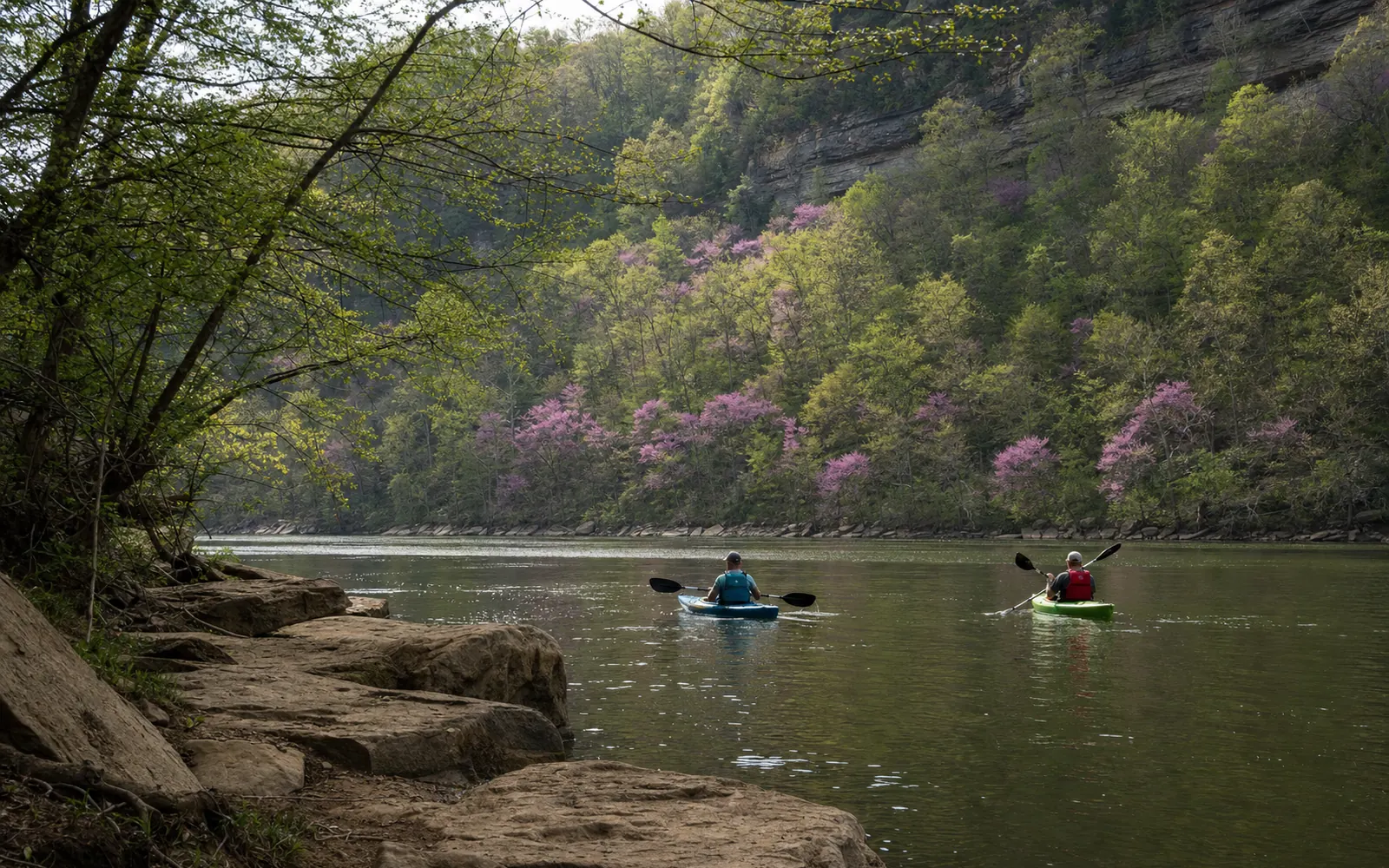 Two adults paddling sit-on-top kayaks down a calm stretch of the Upper New River in spring, redbud blooming pink on the banks, fresh pale-green forest, AI-generated illustration