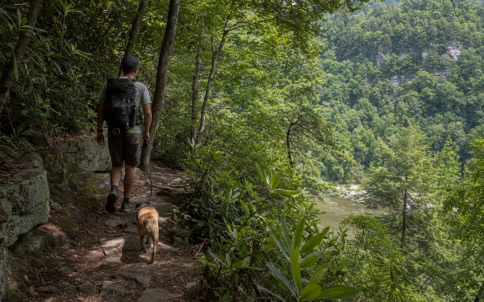 An adult hiker walking a leashed dog along the Endless Wall Trail through rhododendron, AI-generated illustration