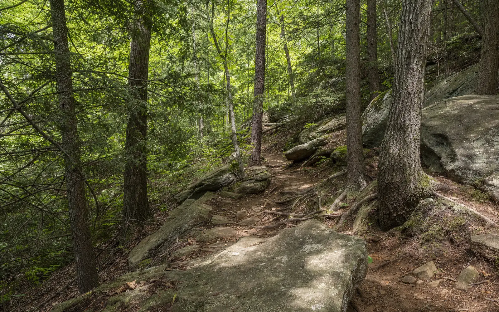 A narrow singletrack winding through a rock garden and roots under hemlocks and hardwoods, AI-generated illustration