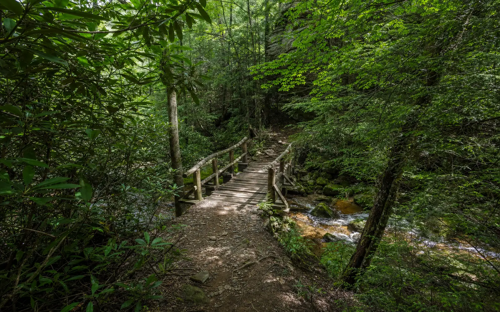 A narrow dirt path through a tunnel of dense rhododendron and hemlock on the Endless Wall Trail, crossing a small wooden footbridge over a mossy creek, AI-generated illustration