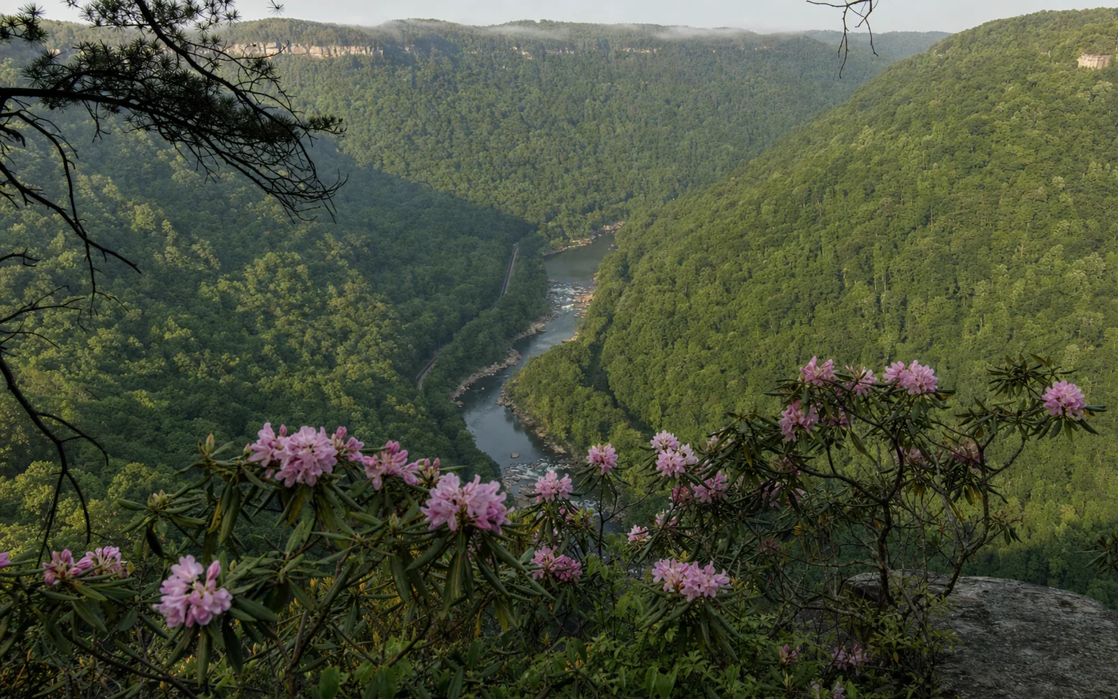 Catawba rhododendron blooming at the cliff edge of Diamond Point with the curving Endless Wall cliff line and the gorge beyond, AI-generated illustration