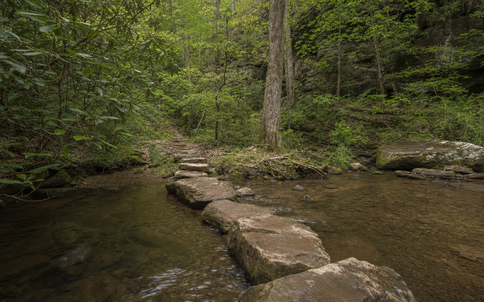 A creek crossing on stepping stones in a hemlock ravine along a woodland trail, AI-generated illustration
