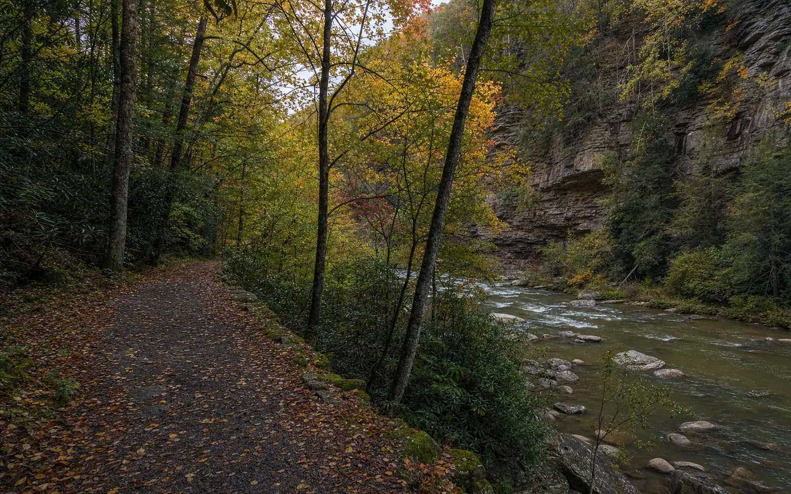 The flat old railroad-grade trail running beside Glade Creek through a hemlock and rhododendron canyon in autumn, AI-generated illustration