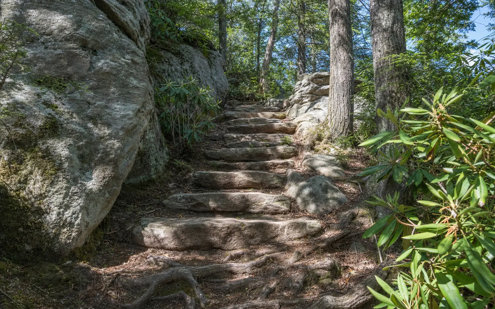 Stone steps climbing the rock outcrop to the Turkey Spur overlook summit through hemlock and rhododendron, AI-generated illustration