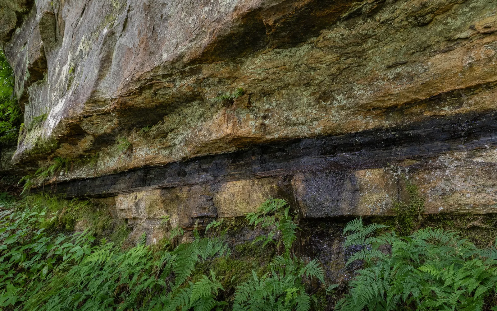 A thin black coal seam exposed between sandstone layers in the cliff along the Castle Rock Trail, ferns at the base, AI-generated illustration