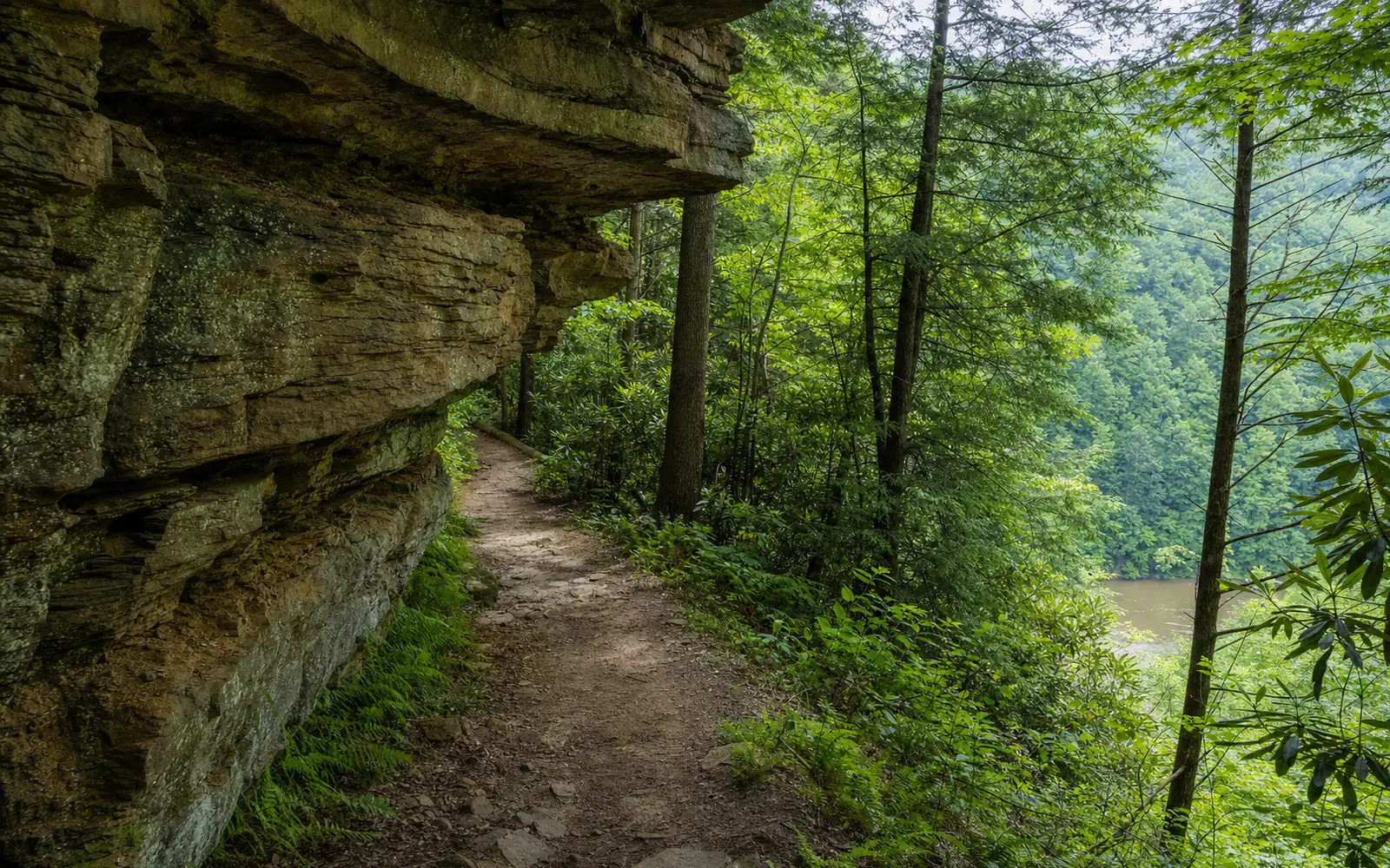 The Castle Rock Trail passes beneath overhanging sandstone cliffs at Grandview, with ferns along the path and the gorge glimpsed through the trees, AI-generated illustration