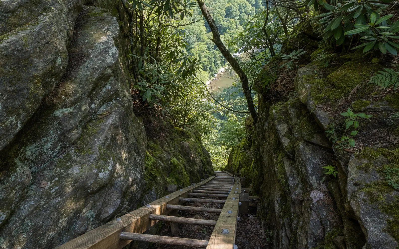 A steep wooden ladder bolted into a narrow gap in the Nuttall sandstone cliff band on the Endless Wall, rhododendron crowding the top, ferns and moss on the rock, AI-generated illustration