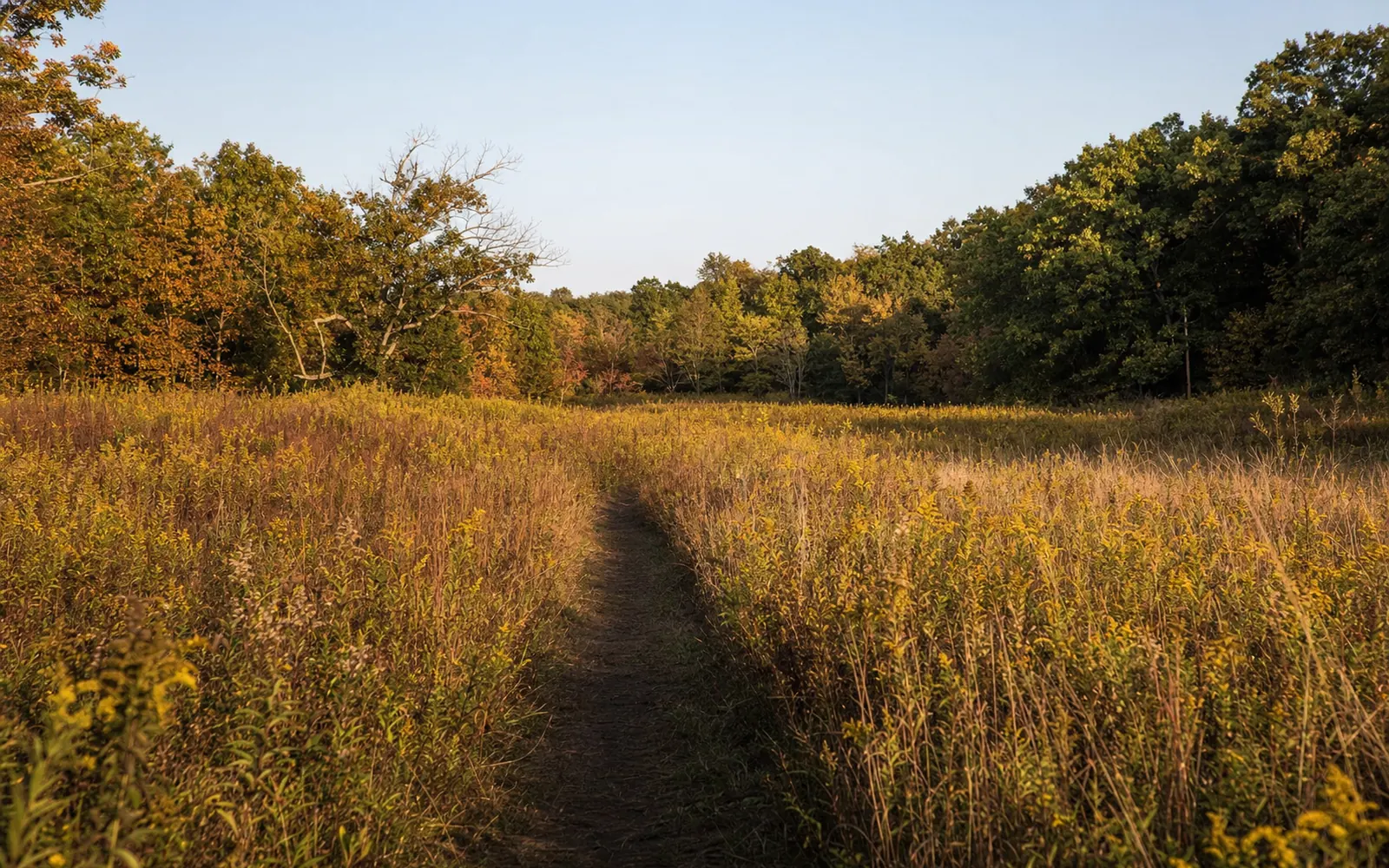 The Long Point Trail crossing an open meadow of tall grass and goldenrod ringed by oak and hickory forest, a narrow dirt path through the middle, AI-generated illustration