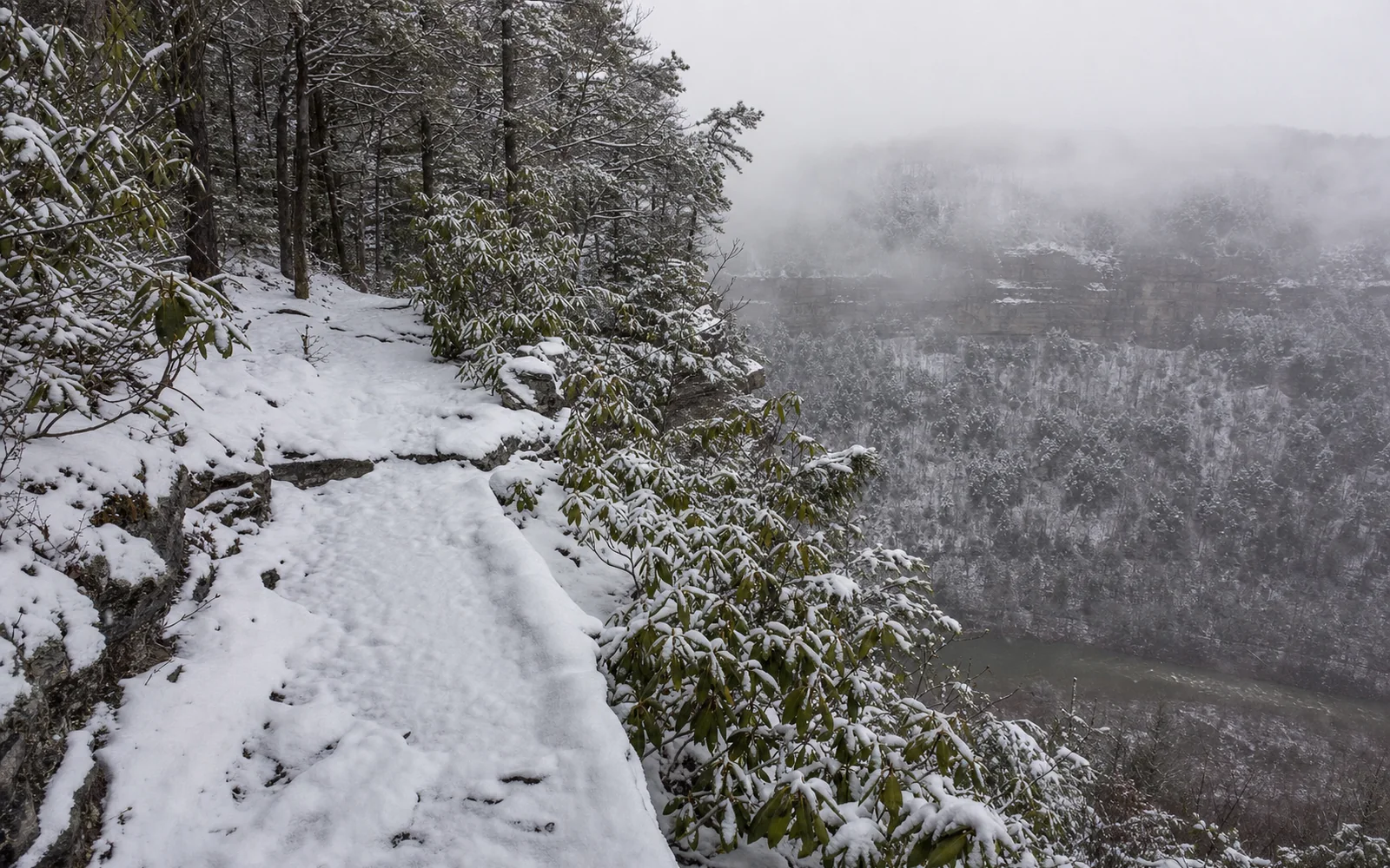 Snow on the Grandview Rim Trail, a footpath along the rim through snowy rhododendron and hemlock, the gorge a grey misty void at right, AI-generated illustration