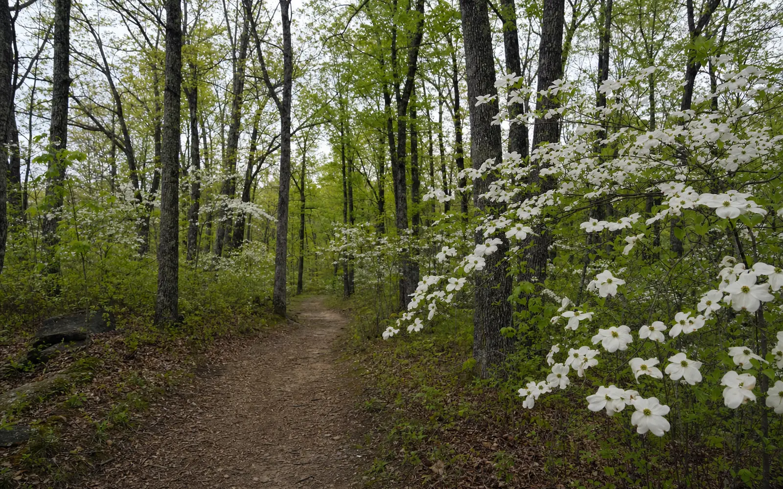 The Long Point Trail through open oak woods in early spring, dogwood blooming along a flat dirt path, AI-generated illustration